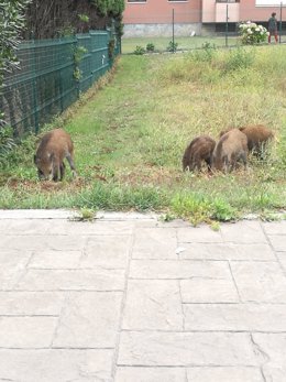 Archivo - Jabalíes en Salinas.