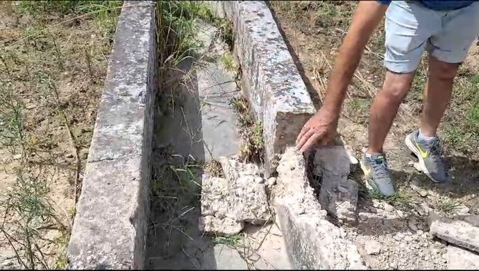La Unió Llauradora denuncia que los jabalíes hacen estragos por los campos de la comarca de la Costera
