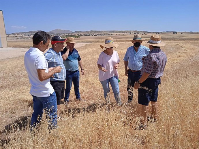 Agricultures de Asaja en Almería constatan la pérdida de cosecha de cereal por la sequía en Almería.