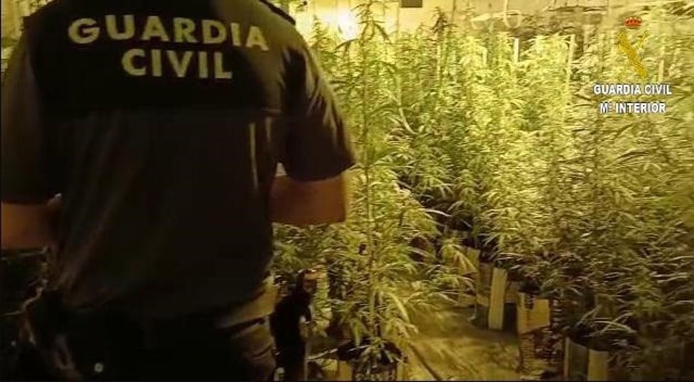 Plantación de marihuana. Archivo.