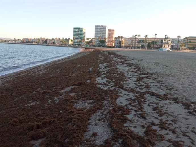 Archivo - Algas en el litoral de La Línea el pasado mes de mayo.