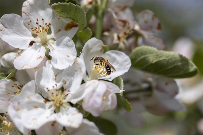 Archivo - Una abeja se posa en los estambres de la flor de un manzano, en una pomarada, en Ceceda, a 30 de abril de 2022, en Nava, Asturias, (España). 