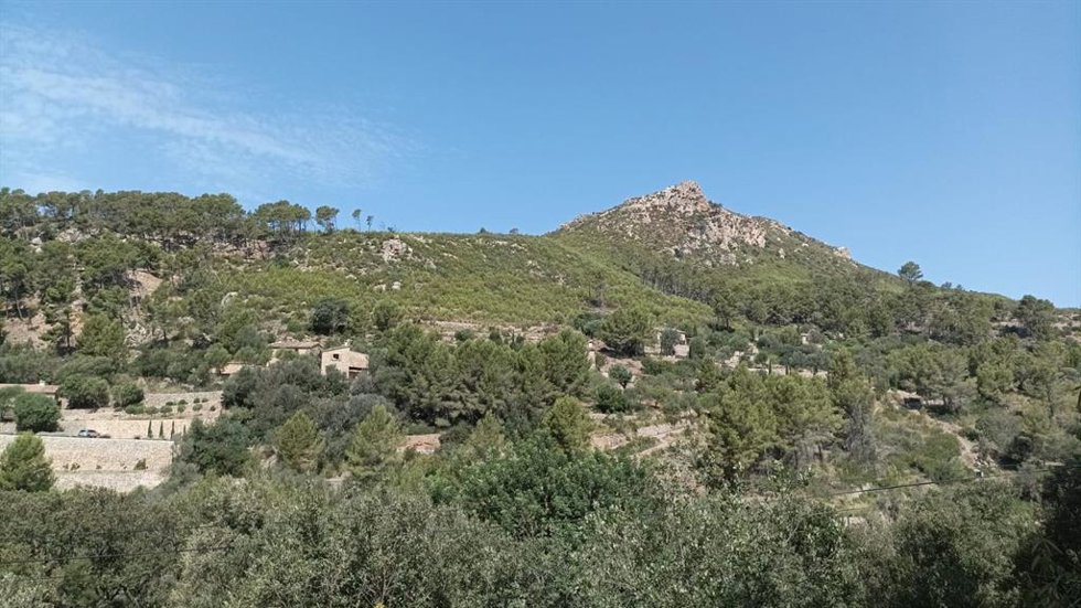 Zona regenerada de la Serra de la Tramuntana afectada por el incendio de Andratx, Calvi y Estellencs de 2013.