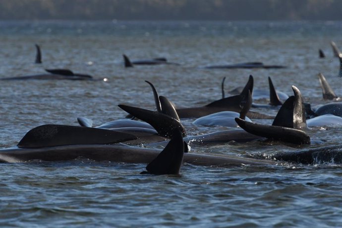 Archivo - Imagen de archivo de ballenas piloto