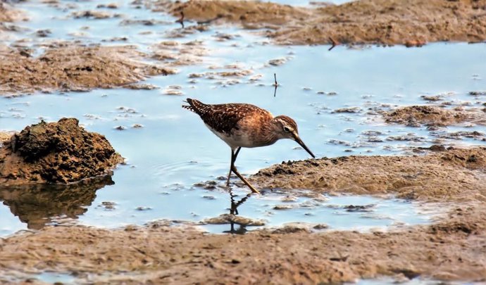 IHCantabria confirma la importancia de los ecosistemas costeros vegetados para mitigar el cambio climático