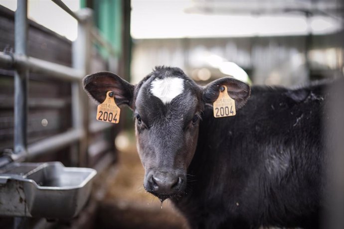 Archivo - Una vaca en la granja Lacturale, a 3 de abril de 2022, en Etxebarri, Navarra, (España). El grupo Sociedad Agraria de Transformación (S.A.T.) Lacturale es un proyecto de ganaderos de Navarra que tiene como objetivo comercializar la leche que pr