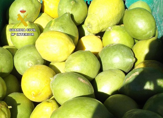 Imagen de cítricos recuperados