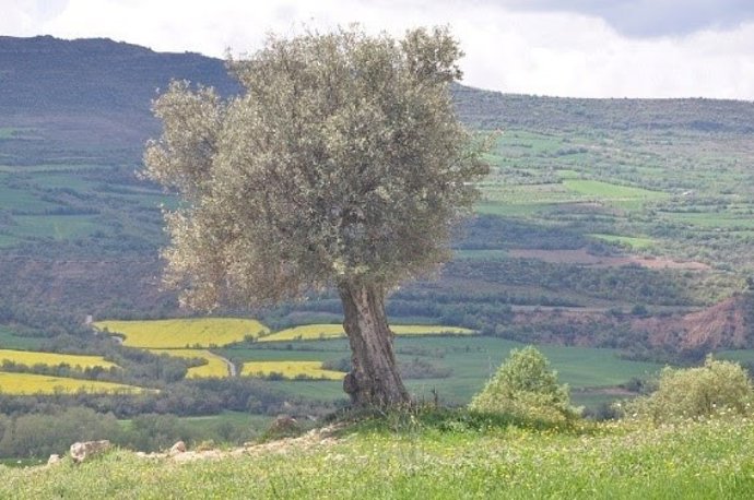 Paisaje con explotaciones agrícolas en Catalunya.
