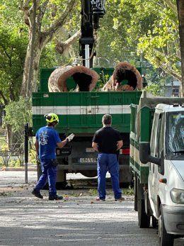 Operarios cargan en un camión restos del tronco de un gran árbol talado en Córdoba.