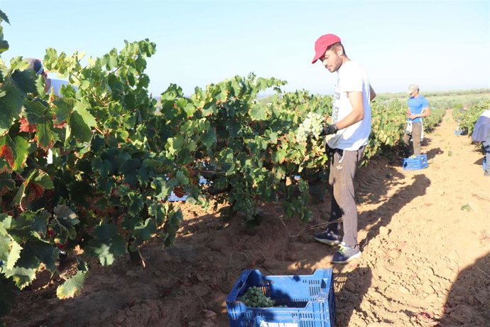 La vendimia en Huelva de las variedades minoritarias se adelanta ante las altas temperaturas y la sequía.