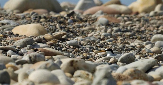 Los charrancitos comunes crían por segundo año en el Paisaje Protegido de la Desembocadura del río Mijares