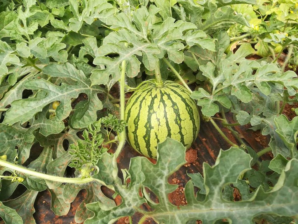 Archivo - Plantación de sandías 