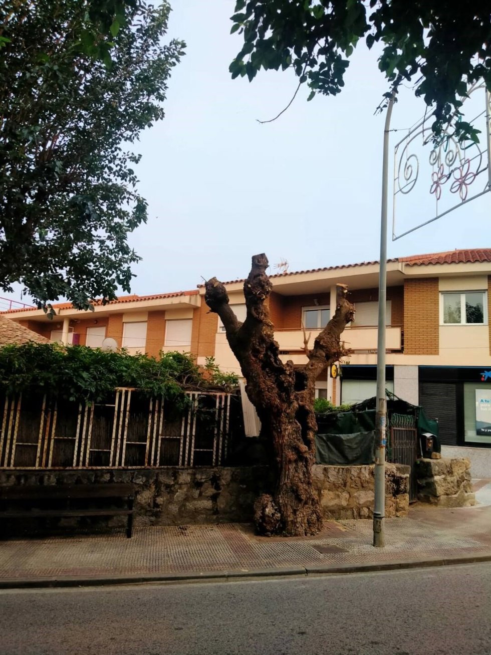 Tala de arbolado
