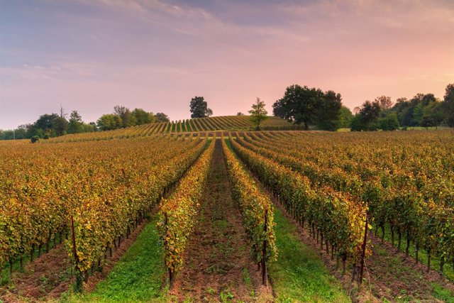 Franciacorta's vineyard ph M Rossetti