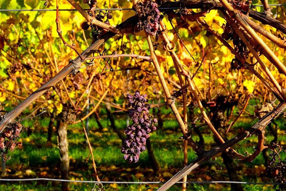 Viñedo