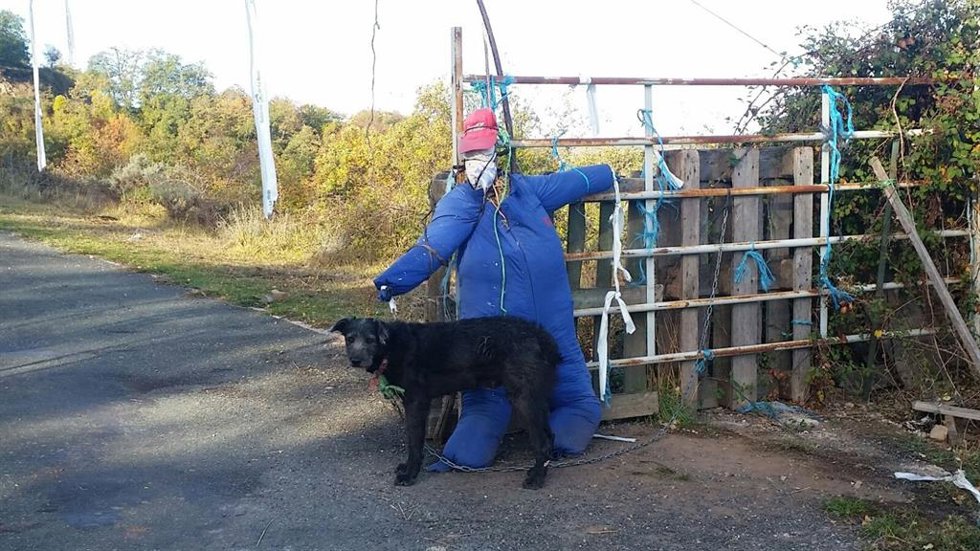 Archivo - Perro usado para contener el ganado rescatado por APA Rioja