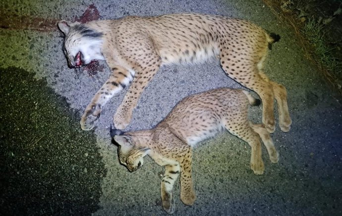 Imagen de los dos linces atropellados