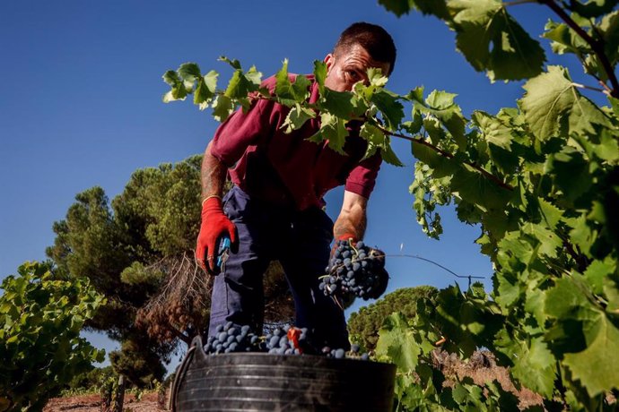 Archivo - Un trabajador recoge uvas en el campo 