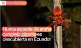 Foto: Ecuador.- Descubren una nueva especie de araña cangrejo gigante en los bosques tropicales de la Amazonia del Ecuador