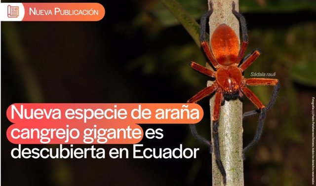 Nueva especie de araña cangrejo gigante del Yasuní, Amazonía del Ecuador