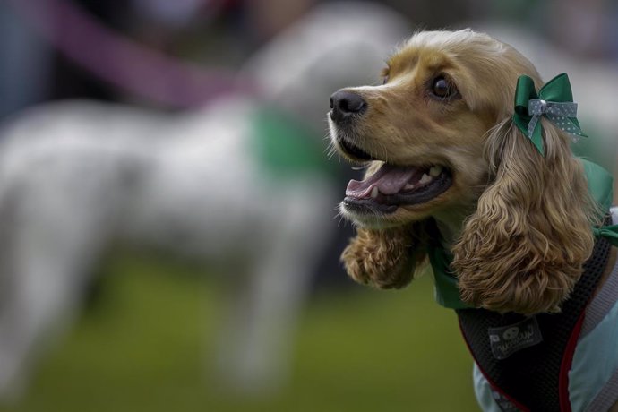 Mayo 17 de 2015. Bogotá. Este domingo se corrió la segunda versión de la Pet Run en Bogotá, donde miles de perros de todas las razas corrieron juntos a sus amos.  (Colprensa - Mauricio Alvarado)