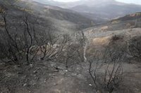 Las autoridades de Argelia detienen a doce personas por los incendios que provocaron al menos 40 muertes