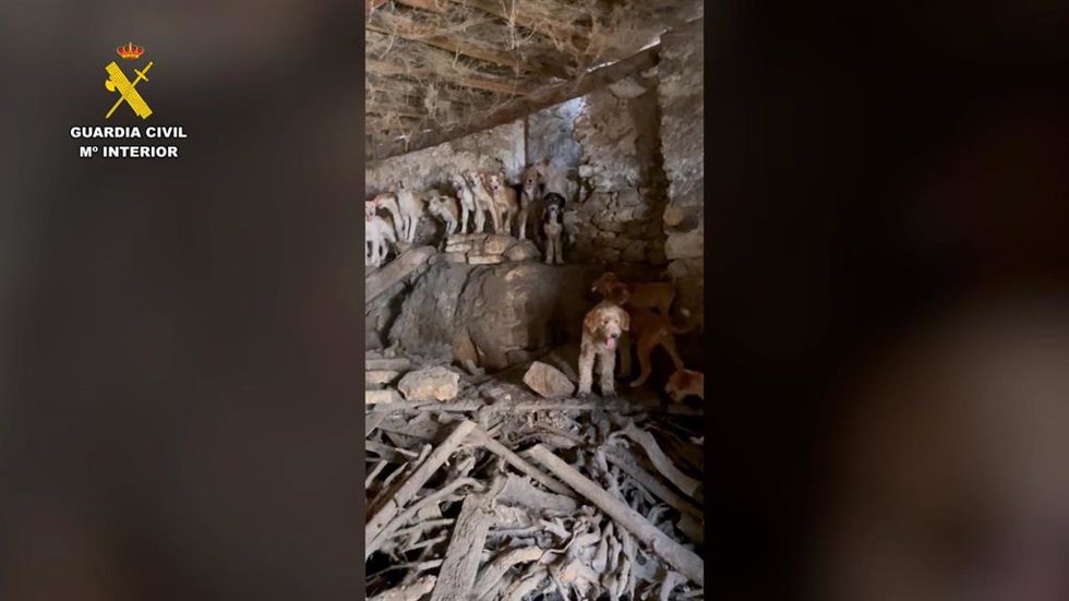 Perros encontrados en una leñera en Zaorejas.