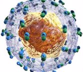 Foto: Un estudio revela nuevos datos sobre el riesgo de senescencia celular en personas con VIH y hepatitis C