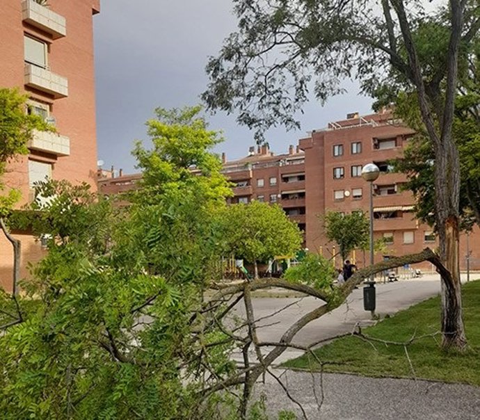 Uno de los árboles quebrados en la localidad de Huesca tras el temporal