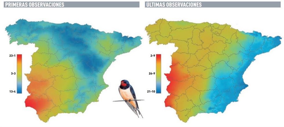 Mapas de las primeras y últimas observaciones de golondrina común en la península. La escala de color indica las fechas: en rojo las fechas más tempranas en llegar e irse, seguidas de los tonos amarillos y verdes, y finalmente en azul las áreas más tard