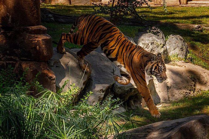 Tigre de Sumatra en Bioparc Fuengirola