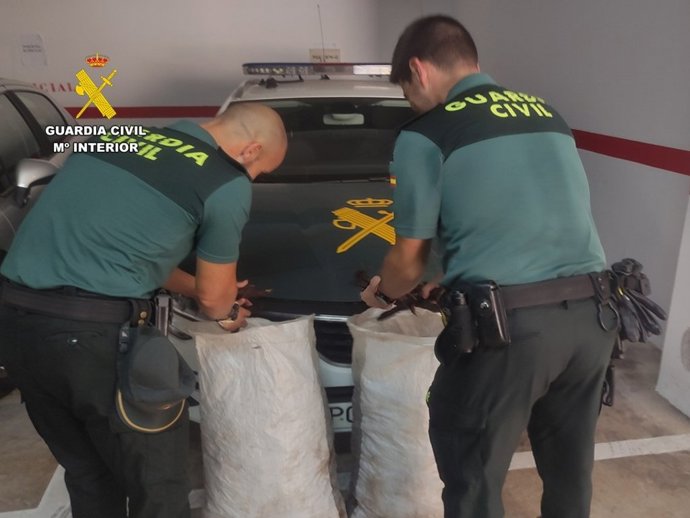 Investigan a cinco miembros de una banda organizada dedicada al robo de algarrobas en la Vega Baja