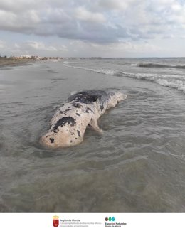 Imagen del cadáver del cachalote varado en San Pedro del Pinatar
