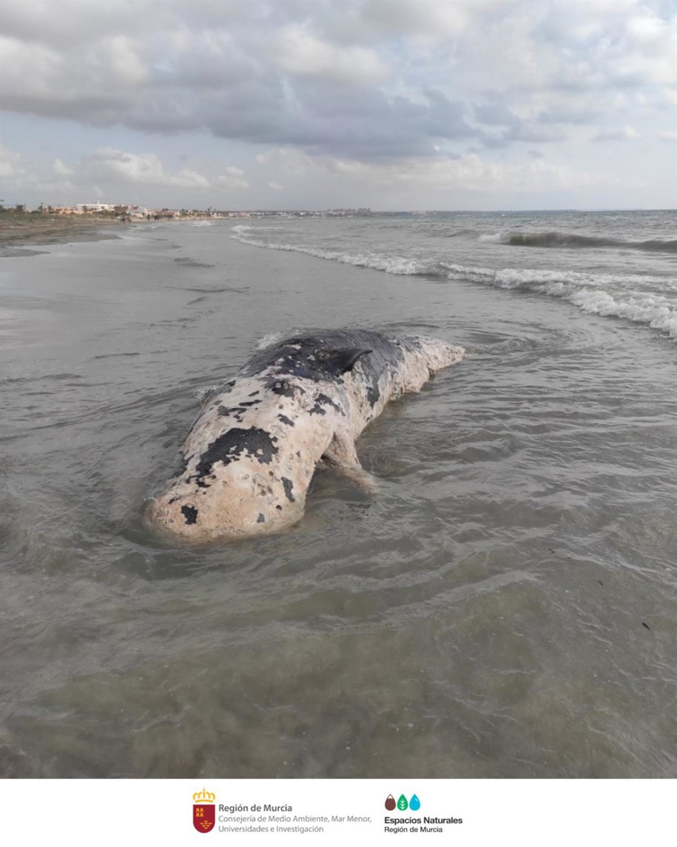 Imagen del cadáver del cachalote varado en San Pedro del Pinatar