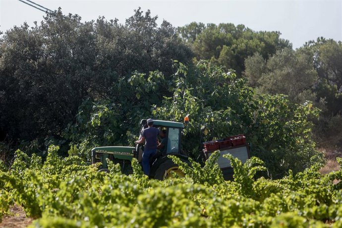 Archivo - Un trabajador recoge uvas en el campo, a 23 de agosto de 2022