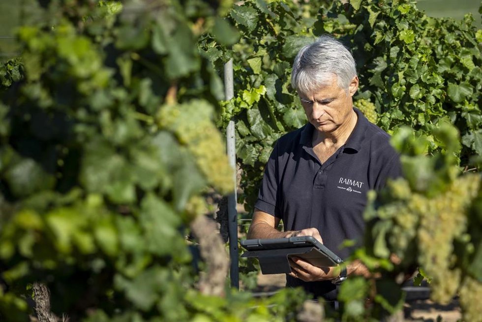 El director de Raimat, Joan Esteve, controlando los mapas de teledetección para el riego de precisión En las viñas.
