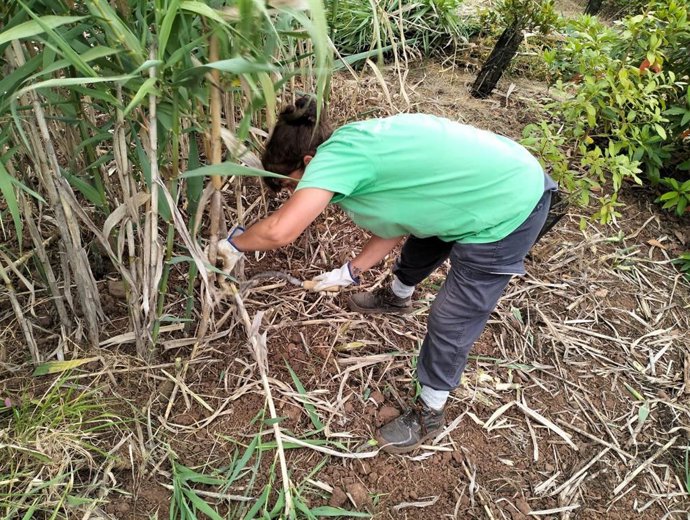 Archivo - Una mujer trabajando en el campo en el marco del proyecto Foresta