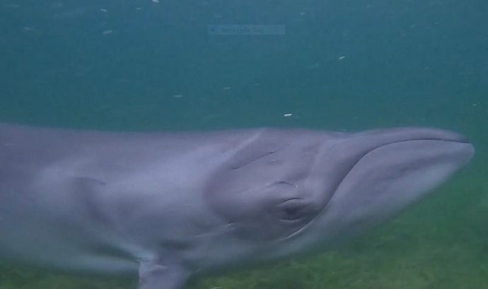 Ballenas francas pigmeas en estado salvaje