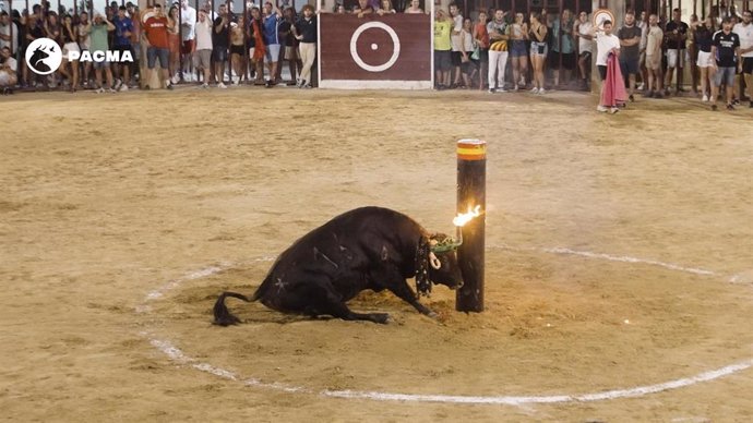 PACMA documenta cómo un toro cae al suelo tras chocar contra un toril en un concurso de emboladores en Oropesa del Mar