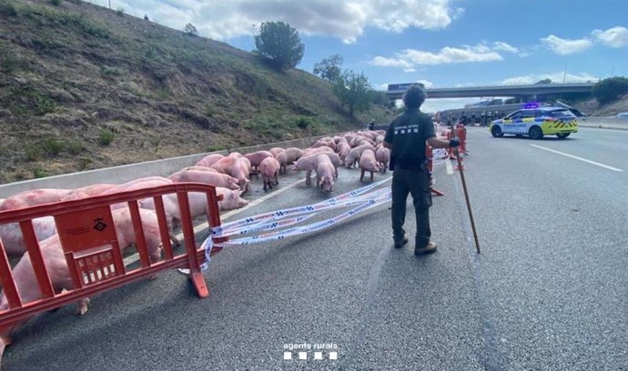 Trabajos para retirar de la AP-7 los cerdos del camión accidentado en Santa Perptua (Barcelona)