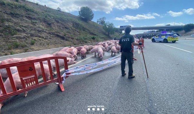 Treballs per retirar de l'AP-7 els porcs del camió accidentat en Santa Perpètua (Barcelona)