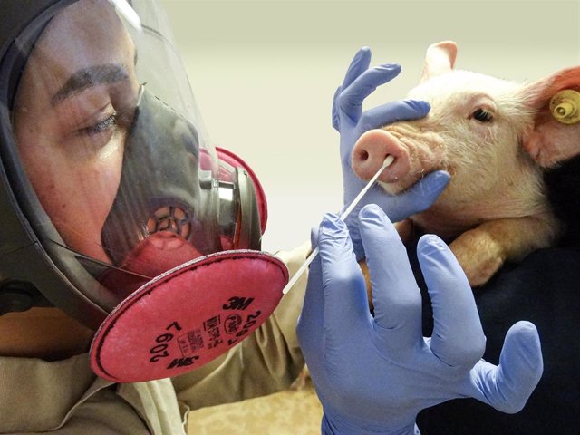 Archivo - Dra. Giovana Ciacci Zanella frotando un hocico de cerdo para recolectar muestras para detectar el virus de la influenza A.