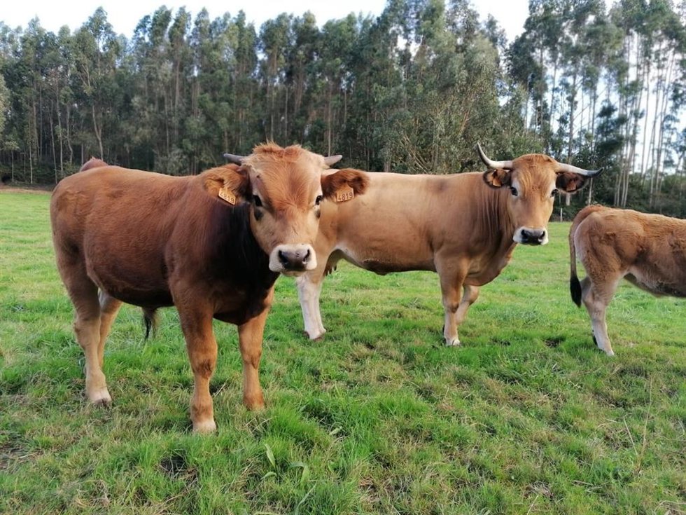 Archivo - Vacas