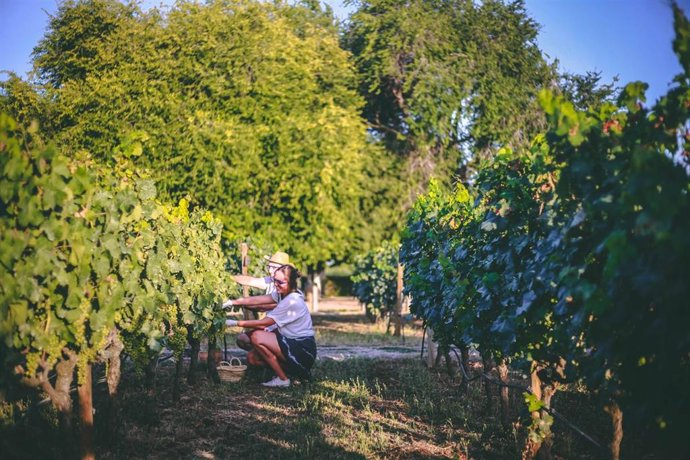 Archivo - Actividades de vendimia organizadas por Familia Torres en Pacs del Peneds (Barcelona)