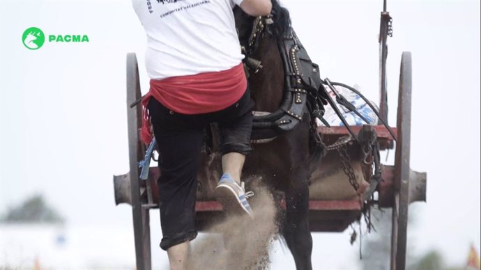 PACMA denuncia rodillazos y abusos a los caballos durante el Tiro y Arrastre de Albal