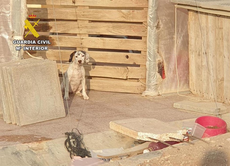 Imagen de uno de los perros de la investigada