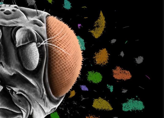 Representación de una cabeza de mosca de la fruta y los grupos de secuenciación de ARN unicelular del sistema visual en desarrollo.