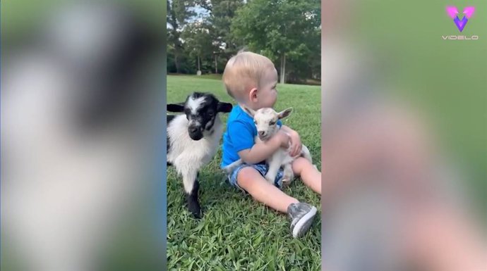Este niño pequeño es el mejor amigo de unas adorables cabras bebé, y tienen una relación de lo más tierna y cariñosa.