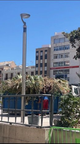 Reirada de los restos de las dos palmeras podadas