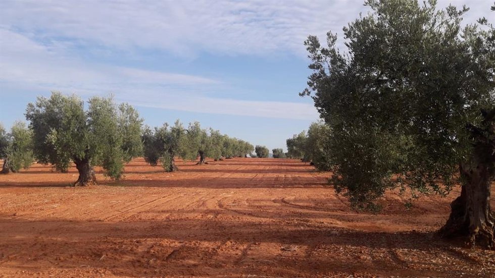Archivo - Un olivar de secano., en una imagen de archivo.